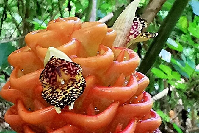 Dominican FLAVOR & COUNTRYSIDE SAFARI Pick-up Included - Booking Information