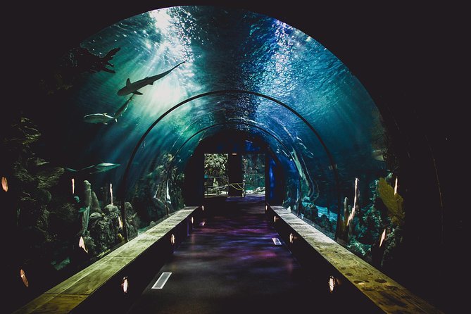Dubai Aquarium and Underwater Zoo Admission Ticket With Options - Customer Service and Support