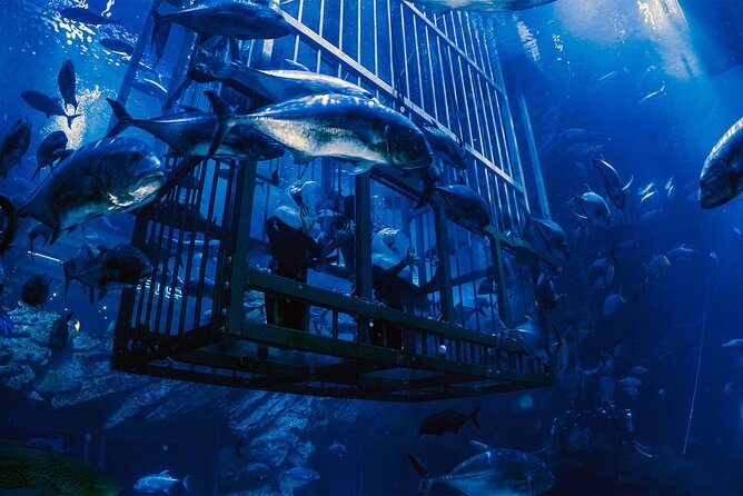Dubai Aquarium With Various Animal Encounter and Access Options - Frequently Asked Questions