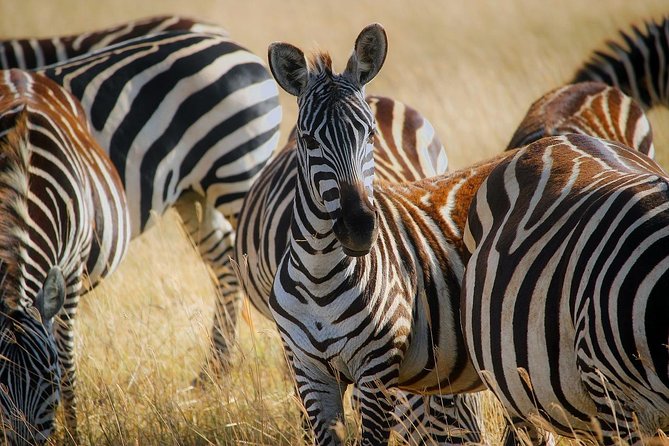 Early Morning Half Day Mini Safari To Nairobi National Park - Traveler Reviews and Recommendations