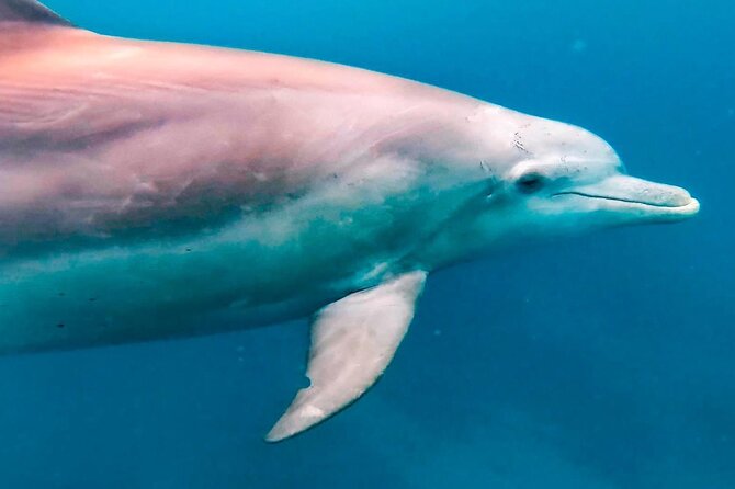 Eco-friendly Dolphin Watching Tour in Mauritius - Frequently Asked Questions