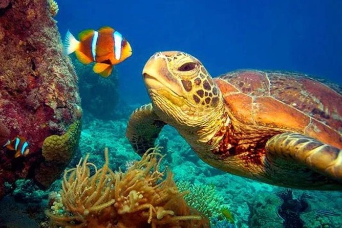Eco Sea Scooter Guided Beach Tour From The Famous Kapalua Bay - Discover Mauis Marine Ecosystem