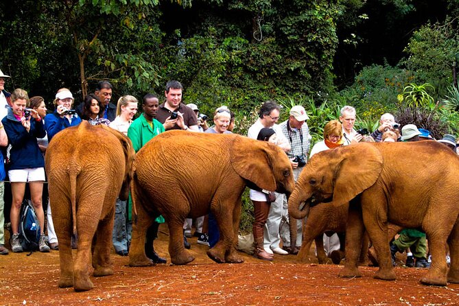 Elephant Orphanage Ticket With Pick up and Drop off - Contact Information for Inquiries