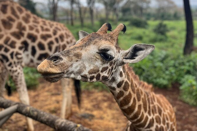 Elephant Orphanage,Nairobi National Park and Giraffe Center Tour. - Tips for Visitors
