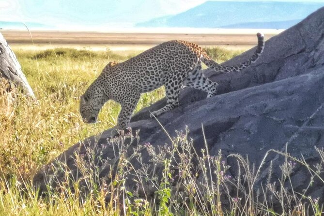 Elephant Safari Tanzania 4 Days **Sustainable Approach to Travel - Frequently Asked Questions