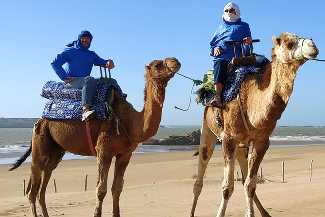 Essaouira: 3-Hour Camel Tour - Traveler Reviews and Feedback