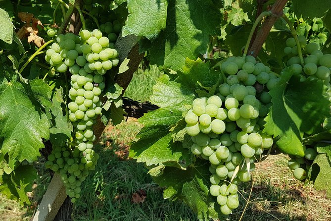 Etna DOC & Organic Wine Tasting and Tour of the 1815 Historic Winery - Logistics and Accessibility