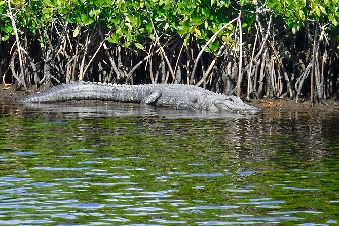 Everglades National Park Kayak/Learn to Sail Tour - Glowing Customer Reviews