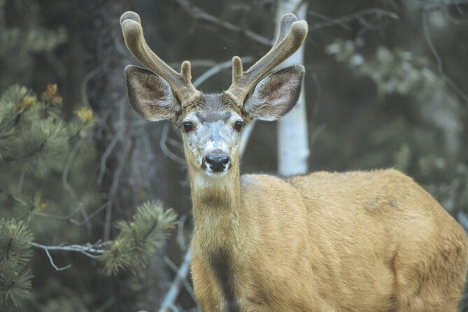 Explore and Learn the Natural Wonders of Summerland - Frequently Asked Questions