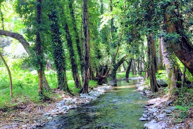 Explore Paphos Forest With E-Mountain Bikes - Traditional Cypriot Lunch