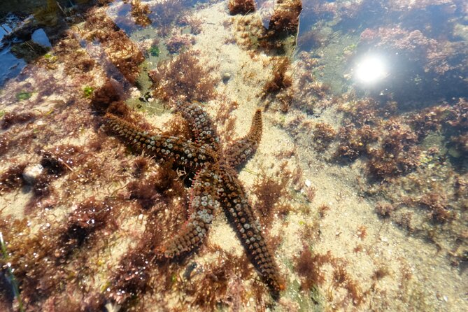 Explore San Diego Tide Pools With a Marine Biologist