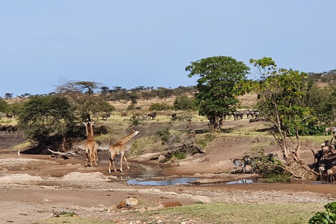 From Arusha: 5 Days Classic Safari Cats, Calves & Crater - Frequently Asked Questions