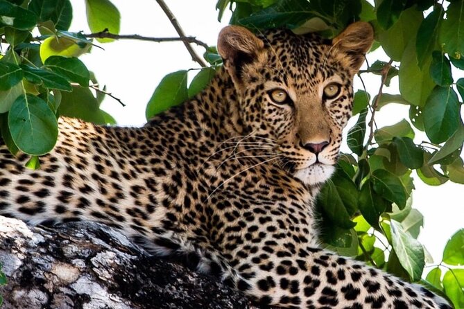Full Day Chobe Game Drive, Guided Tour of Falls & 15 Mins Helicopter Flight - Frequently Asked Questions