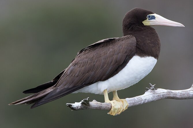 Full-Day Isla Contoy Sailing Nature Experience in Mujeres - Frequently Asked Questions