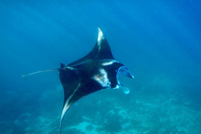 Full Day Land and Sea Tour to Nusa Penida With 4 Snorkeling Spots - Travel Tips and Recommendations