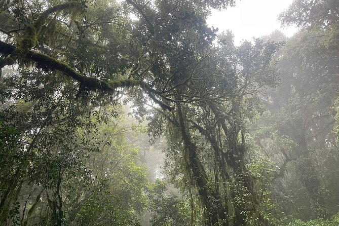 Full Day Private Hiking Tour to Kilimanjaro Mountain - Mandara Hut Descent