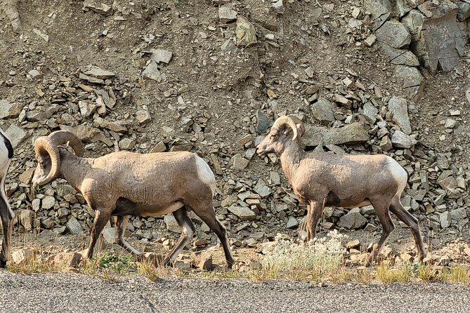 Full-Day Private Safari of Yellowstone - Pricing Details