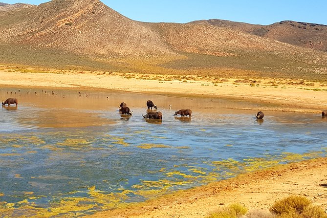 Full-Day Safari Aquila Game Reserve From Cape Town - Cancellation and Pricing Details