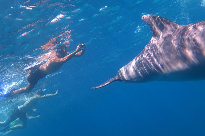 Full-Day Snorkeling With Dolphins in Hurghada With Lunch - Customer Feedback and Reviews