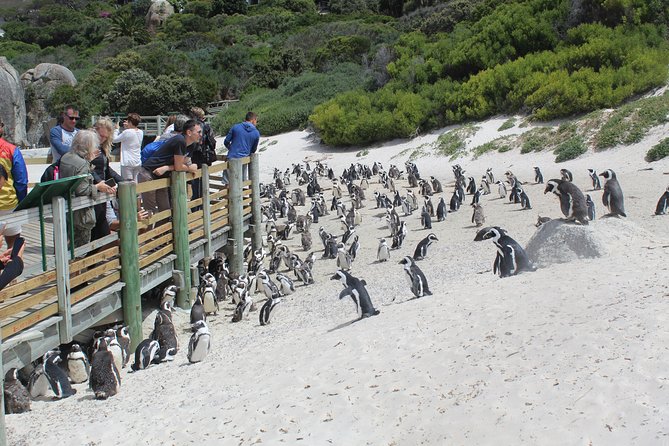Full Day Visit to Cape Point Cape of Good Hope for Special Needs From Cape Town - Customer Reviews and Feedback