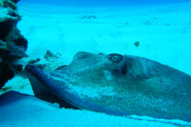 Fundiving in Cozumel - by Ferry - 2 Tanks in the Wonderful Caribbean Sea - Frequently Asked Questions