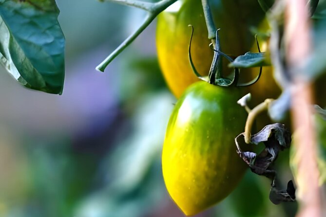 Gastronomical Amalfi Coast Hike With Cooking Class - Tips for a Memorable Experience
