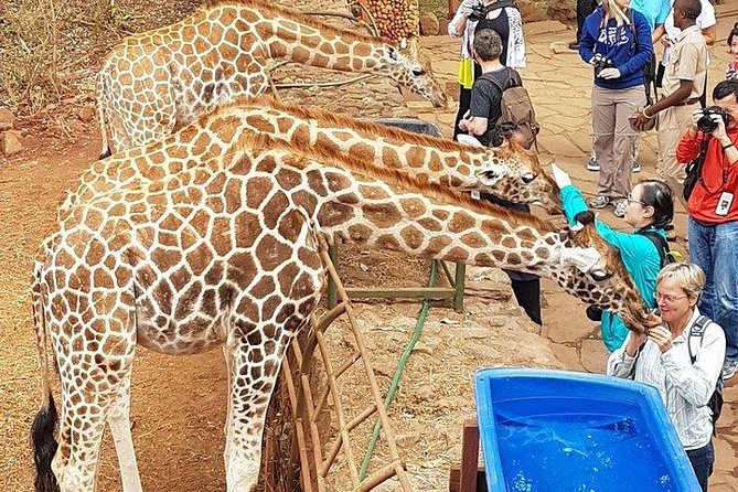 Giraffe Centre, Elephant Orphanage, National Museum & Beads Center - Nairobi National Museum and Beads Center