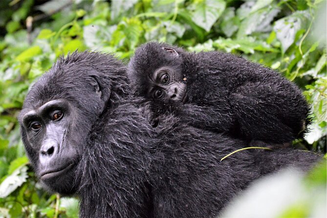 Gorilla Tracking & Batwa Culture Experience - Cancellation Policy