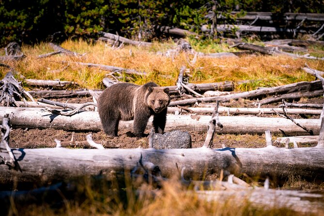 Grand Teton and Yellowstone Self-Guided Driving Tours Bundle - Cost Comparison