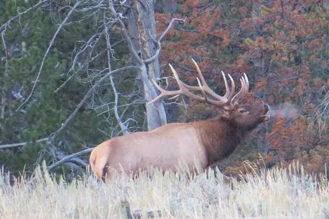 Grand Teton National Park - PRIVATE Full-Day Tour From Jackson Hole - Sum Up