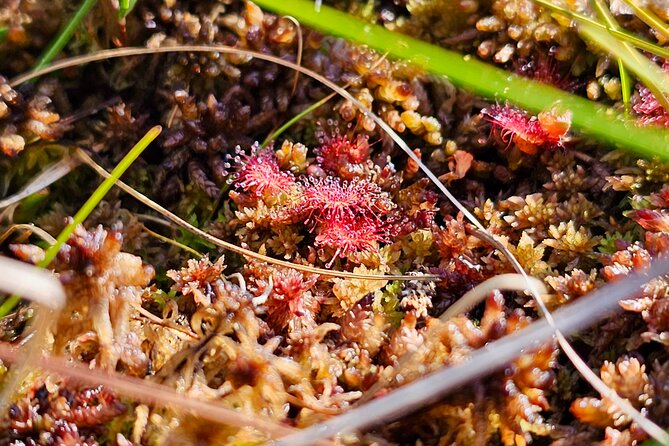 Great Bog Discovery With Optional Sunrise & Jūrmala Visit - Jurmala Beach Visit