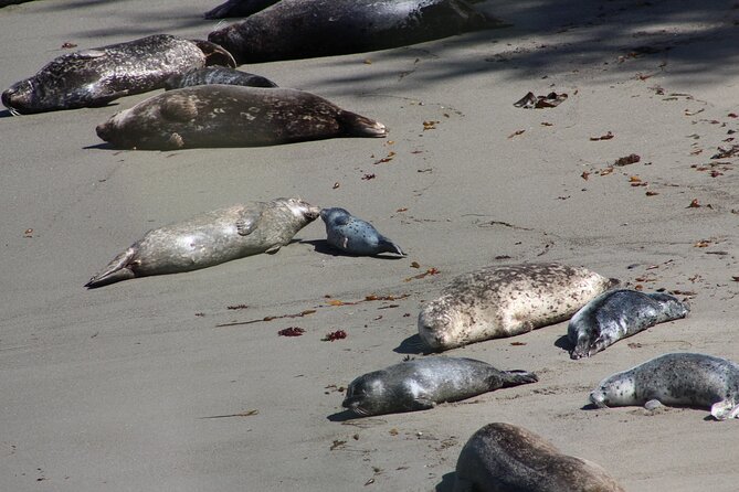 Guided 2-Hour Point Lobos Nature Walk - Wildlife Spotting Opportunities