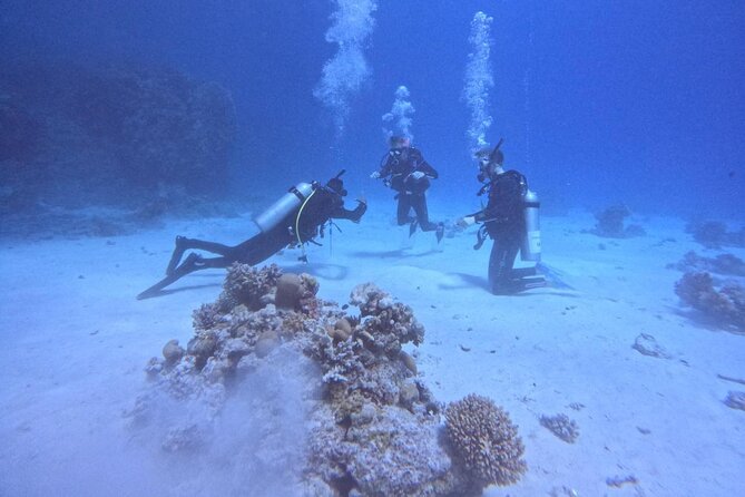 Guided Diving Experience for Padi OW in Red Sea and Sinai - Diving in Sinai