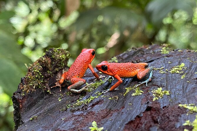 Guided Hiking Tour by the Mystic Ebano Rainforest in Costa Rica - Tour Requirements and Policies