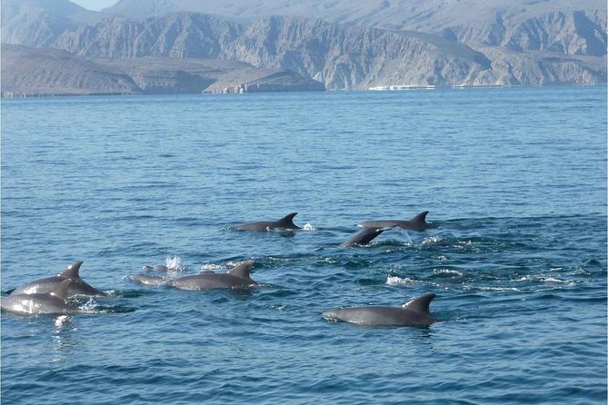 Half Day Dolphin Watching Musandam Dhow Cruise - Customer Reviews and Ratings