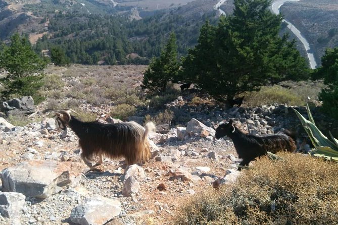 Half-Day Georgioupolis Off-Road Adventure With Meal - Cancellation and Booking Confirmation