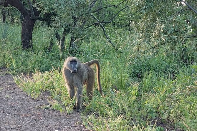 Half-Day Nature Walk in Mosi-Oa-Tunya National Park From Livingstone - Exploring Mosi-Oa-Tunyas Biodiversity