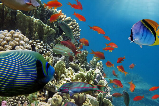 Half-Day Puerto Morelos Snorkeling Experience With Lunch - Exploration of the Town