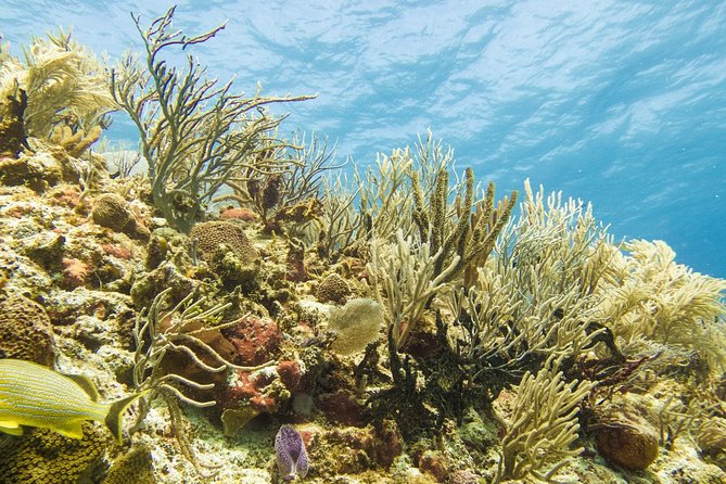 Half-Day Scuba Diving in Playa Del Carmen for Small-Group - Recommended for Beginners and Advanced Divers
