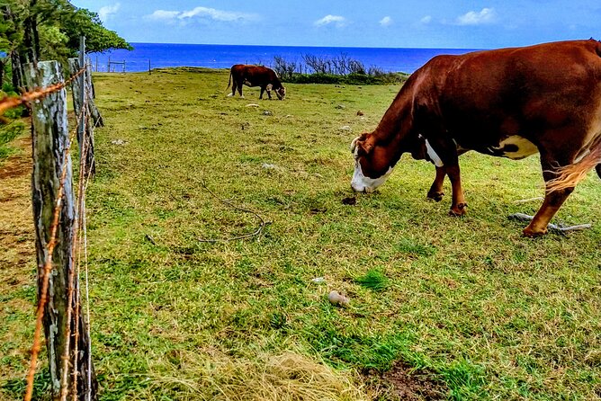 Halfway to Hana Tour of Maui Black Sand Beach Waterfalls Turtles - Exploring Mauis Natural Wonders