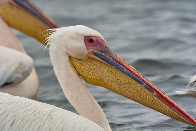Highlights of Walvis Bay Guided 1/2 Day Tour (Shore Excursion) - Important Information for Guests