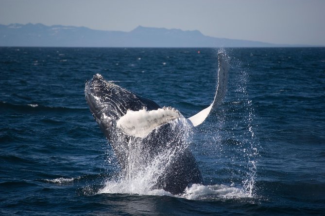 Icelandic Horse Riding and Whale Watching Cruise From Reykjavík - Tips for an Enjoyable Experience