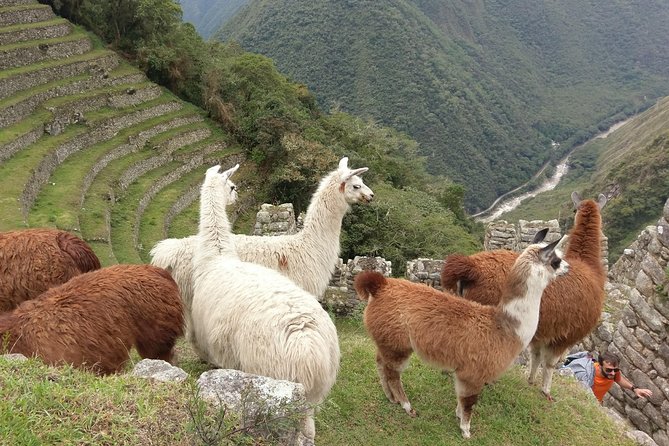 Inca Trail Trek 2 Days / 1 Night - Traveler Reviews
