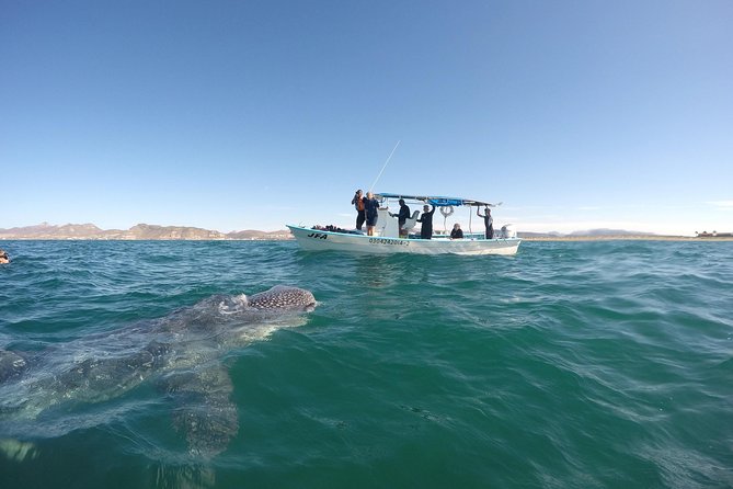 Intimate Eco-Friendly Whale Shark Encounter - Premium Service - Booking and Availability