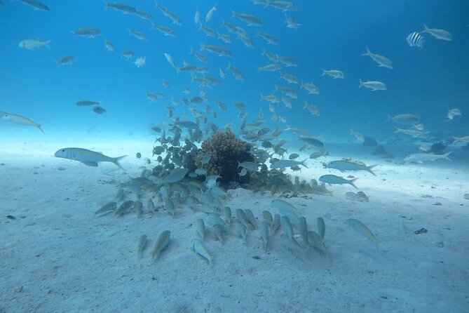 Intro Scuba Diving - Plan Your Adventure