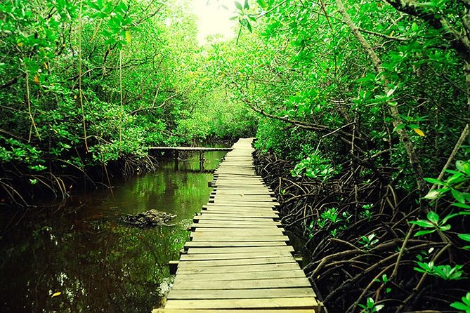 Jozani Forest Reserve Half-Day Guided Tour From Zanzibar - Booking and Availability