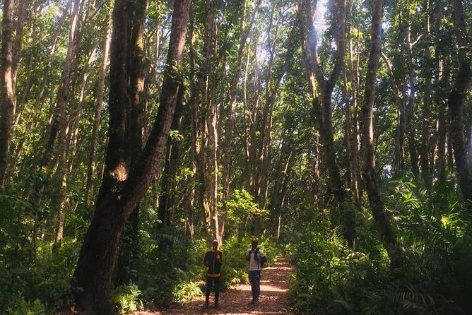 Jozani Forest Tour - Tips for an Enjoyable Tour