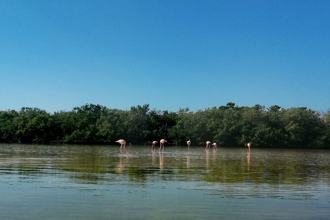 Kayak Experience in the Mangroves of Holbox Island - Knowledgeable Guide