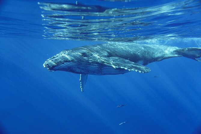 Kayak Whale Watching Tour (7am-10am) - Contact and Support