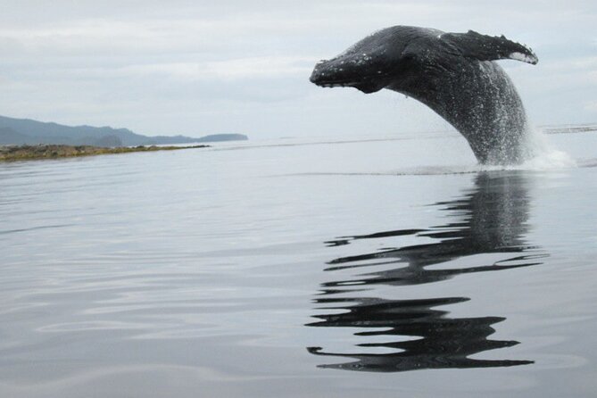 Ketchikan Whale Watching and Nature Tour - Sum Up